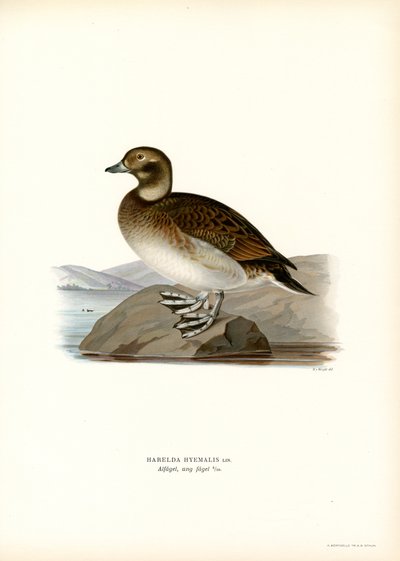 Kaczka Oldsquaw (kolor lito) autorstwa Magnus Ferdinand and Wilhelm von Wright