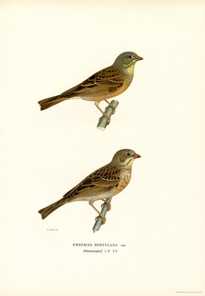Trznadel Ortolan (kolor lito) autorstwa Magnus Ferdinand and Wilhelm von Wright