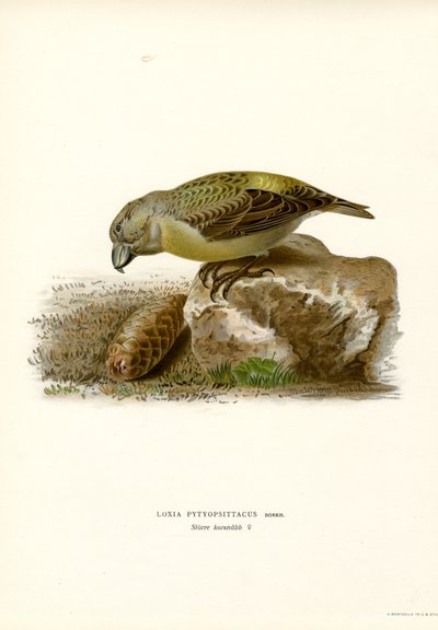 Krzyżodziób Parrot (kolor lito) autorstwa Magnus Ferdinand and Wilhelm von Wright