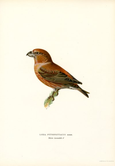 Krzyżodziób Parrot (kolor lito) autorstwa Magnus Ferdinand and Wilhelm von Wright