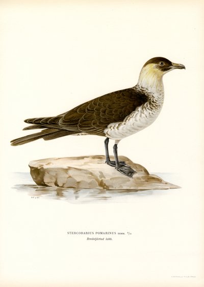 Pomarine Wydrzyk (członkowie kolorowi) autorstwa Magnus Ferdinand and Wilhelm von Wright