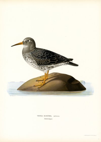 Sandpiper purpurowy (kolor lito) autorstwa Magnus Ferdinand and Wilhelm von Wright