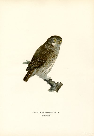 Sóweczka (kolor lito) autorstwa Magnus Ferdinand and Wilhelm von Wright
