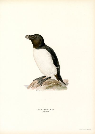 Razorbill (kolor lito) autorstwa Magnus Ferdinand and Wilhelm von Wright
