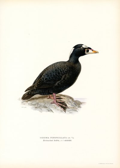 Hulajka czerwonodzioby (kolor lito) autorstwa Magnus Ferdinand and Wilhelm von Wright