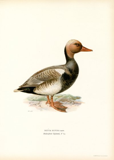 Kaczka czerwonoczuby (kolor lito) autorstwa Magnus Ferdinand and Wilhelm von Wright