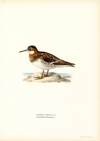 Czerwonoszyja Phalarope (kolor lito) autorstwa Magnus Ferdinand and Wilhelm von Wright