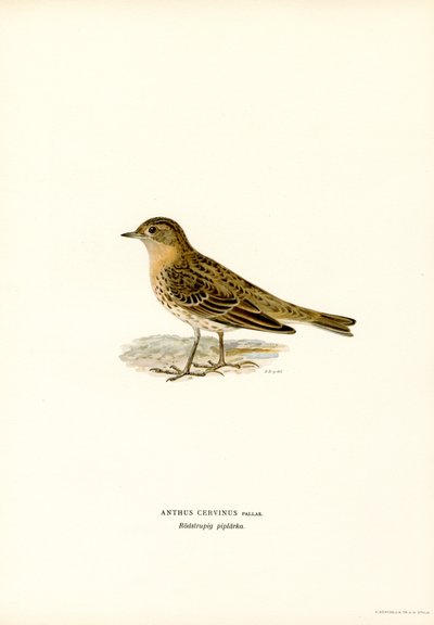 Pipit czerwonogardły (kolor lito) autorstwa Magnus Ferdinand and Wilhelm von Wright