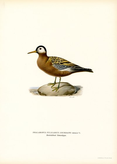 Czerwona Falarope (kolor lito) autorstwa Magnus Ferdinand and Wilhelm von Wright
