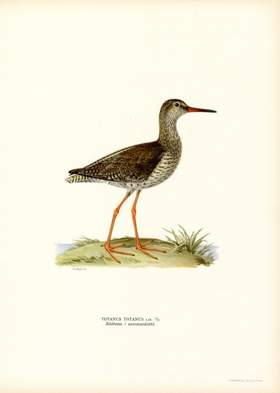 Redshank (kolor lito) autorstwa Magnus Ferdinand and Wilhelm von Wright