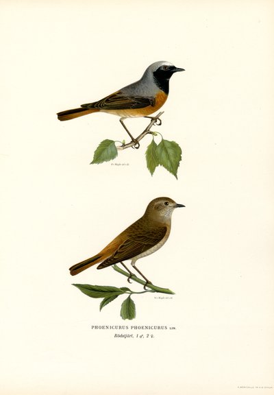 Kopciuszek (kolor lito) autorstwa Magnus Ferdinand and Wilhelm von Wright