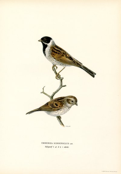 Reed Bunting (kolor lito) autorstwa Magnus Ferdinand and Wilhelm von Wright