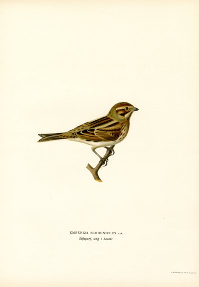 Reed Bunting (kolor lito) autorstwa Magnus Ferdinand and Wilhelm von Wright