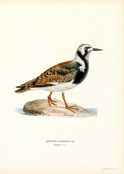 Rumiany Turnstone (kolor lito) autorstwa Magnus Ferdinand and Wilhelm von Wright