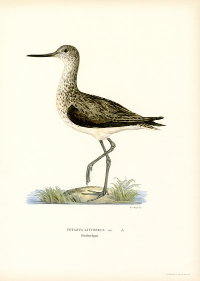 Sandpiper (kolor lito) autorstwa Magnus Ferdinand and Wilhelm von Wright