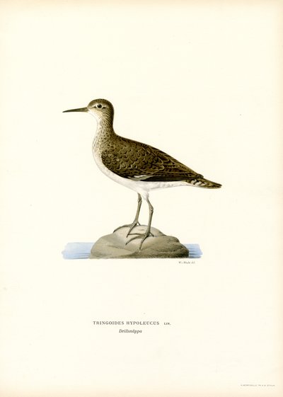 Sandpiper (kolor lito) autorstwa Magnus Ferdinand and Wilhelm von Wright