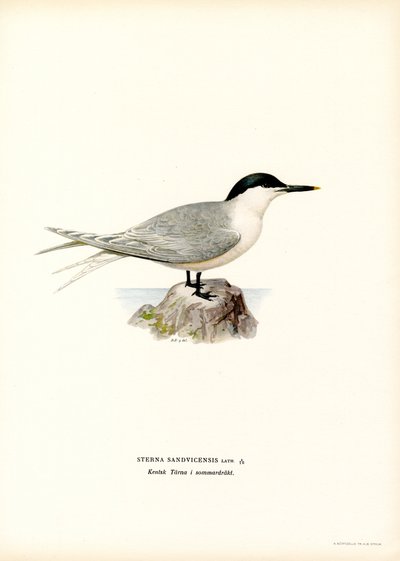 Rybitwa kanapkowa (kolor lito) autorstwa Magnus Ferdinand and Wilhelm von Wright