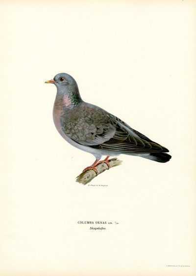 Stock Dove (kolor lito) autorstwa Magnus Ferdinand and Wilhelm von Wright