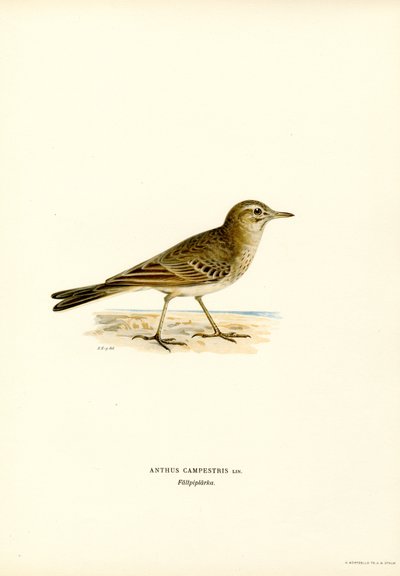 Tawny Pipit (kolor lito) autorstwa Magnus Ferdinand and Wilhelm von Wright