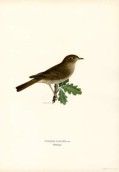 Drozd Nightingale (kolor lito) autorstwa Magnus Ferdinand and Wilhelm von Wright