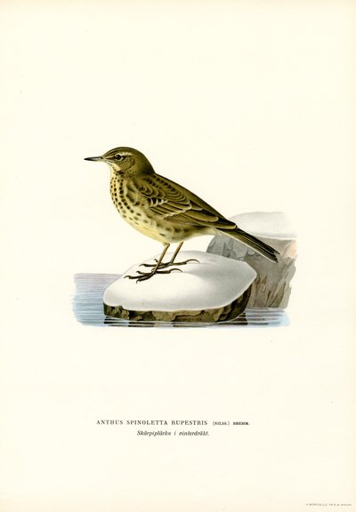 Water Pipit (kolor lito) autorstwa Magnus Ferdinand and Wilhelm von Wright