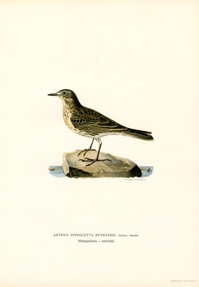 Water Pipit (kolor lito) autorstwa Magnus Ferdinand and Wilhelm von Wright