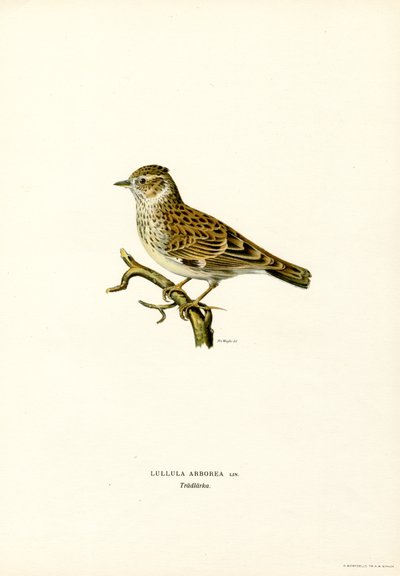 Skowronek (kolor lito) autorstwa Magnus Ferdinand and Wilhelm von Wright