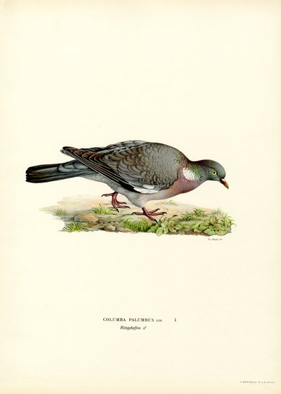 Wood Pigeon (kolor lito) autorstwa Magnus Ferdinand and Wilhelm von Wright