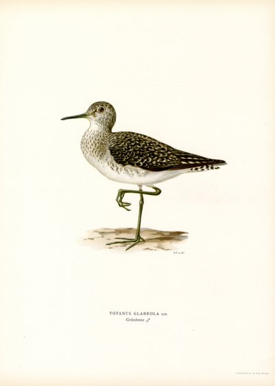 Wood Sandpiper (kolor lito) autorstwa Magnus Ferdinand and Wilhelm von Wright