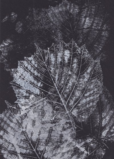 Studium monochromatycznego liścia autorstwa Maira Ribena