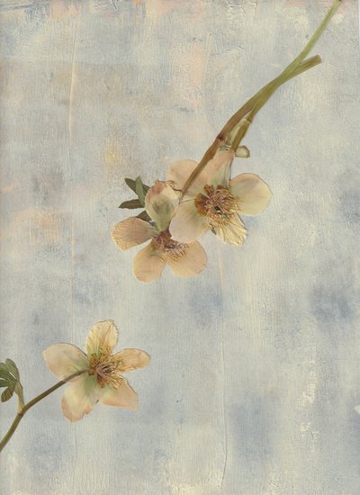 Pale Blue Botanicals autorstwa Maira Ribena