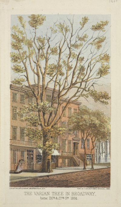 Drzewo Varian na Broadwayu, między 26 a 27 ulicą, 1864 r autorstwa Major and Knapp