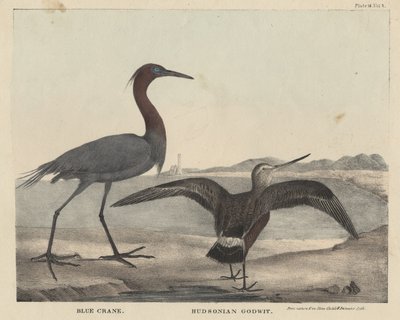 Blue Crane, Hudsonian Godwit, lito autorstwa Childs und Inman, z „Gabinet historii naturalnej i amerykańskich sportów wiejskich” J. und T. Doughty, 1832 autorstwa Mannevillette Elihu Dearing Brown