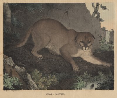 Cougar lub Panther, z „From Cabinet of Natural History and American Rural Sports”, autorstwa J.T. Ciasto, 1832 autorstwa Mannevillette Elihu Dearing Brown