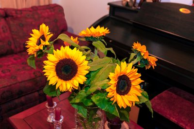 Jasnożółte słoneczniki lub Helianthus annuus z Andów w Kolumbii zdobią dom w mieście Bogota autorstwa Mano Chandra Dhas