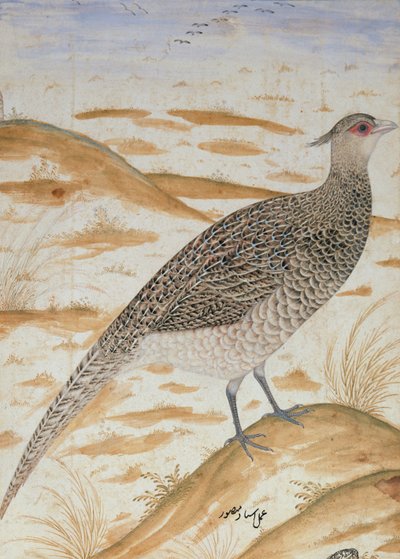 Himalajski bażant, okres Jahangir, Mogołów, ok. 1620 (akwarela) autorstwa Mansur