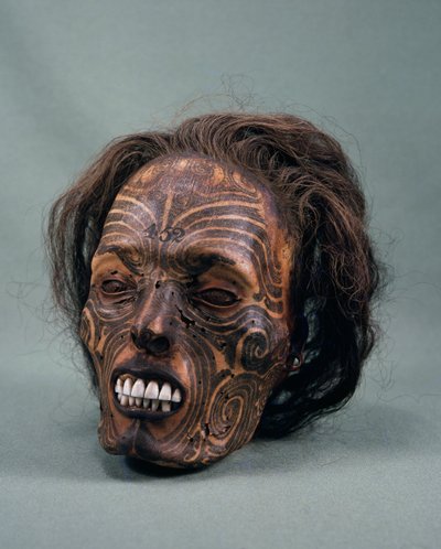 Głowa wodza plemiennego, wytatuowana i zmumifikowana, cywilizacja Maorysów autorstwa Maori Maori