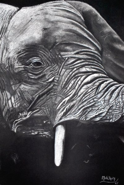 Portret majestatycznego słonia autorstwa Marchelle de Kock