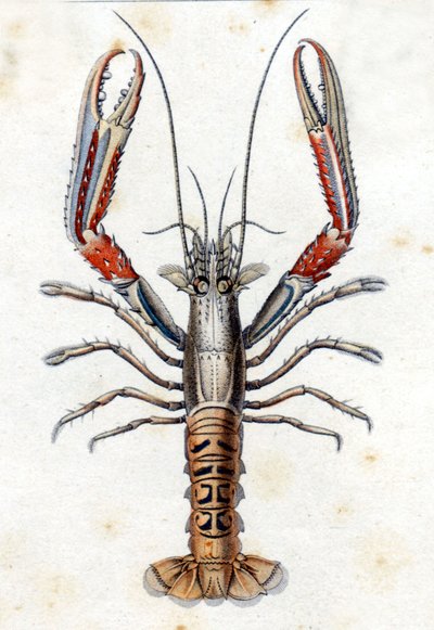 Płyta historii naturalnej: Langoustine według Marca Eliesera Blocha Ichtyologie Paryż - Berlin - Londyn 1787. autorstwa Marcus Élieser Bloch