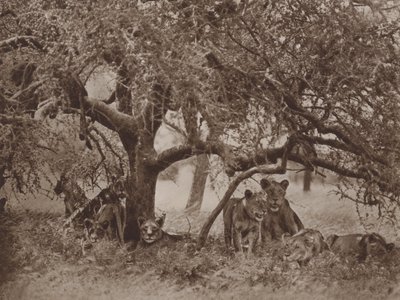 Niespokojna sjesta autorstwa Marcuswell Maxwell