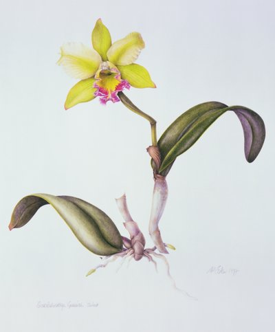 Brassolaeliocattleya Greenwich, Elmhurst (akwarela na papierze) autorstwa Margaret Ann Eden