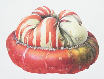Turks Turban Squash, 1995 (wc na papierze) autorstwa Margaret Ann Eden