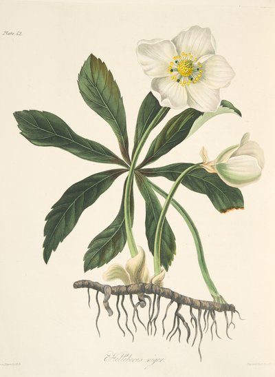 Black Hellebore lub Christmas Rose, z Floral Illustrations of the Seasons, wyd. 1829 (grawerowanie ręcznie kolorowane) autorstwa Margaret Roscoe