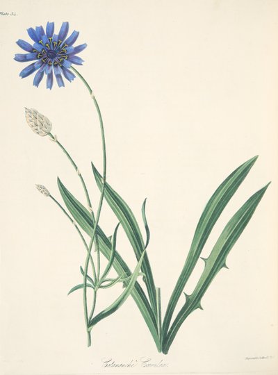 Blue Catananche, z Floral Illustrations of the Seasons, wyd. 1829 (grawerowanie ręcznie kolorowane) autorstwa Margaret Roscoe