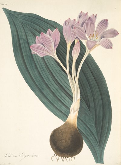 Szafran łąkowy szerokolistny, z Floral Illustrations of the Seasons, wyd. 1829 (grawerowanie ręcznie kolorowane) autorstwa Margaret Roscoe