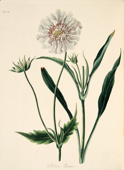 Świerzb kaukaski, z Floral Illustrations of the Seasons, wyd. 1829 (grawerowanie ręcznie kolorowane) autorstwa Margaret Roscoe