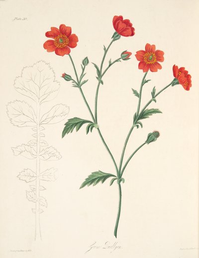 Chilijskie Avens, z Floral Illustrations of the Seasons, wyd. 1829 (grawerowanie ręcznie kolorowane) autorstwa Margaret Roscoe