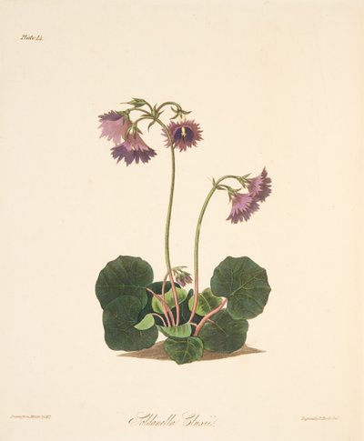 Clusiuss Soldanella, z Floral Illustrations of the Seasons, wyd. 1829 (grawerowanie ręcznie kolorowane) autorstwa Margaret Roscoe