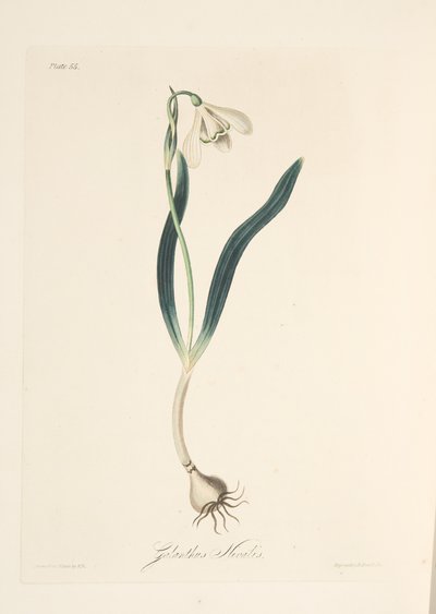 Przebiśnieg zwyczajny, z Floral Illustrations of the Seasons, wyd. 1829 (grawerowanie ręcznie kolorowane) autorstwa Margaret Roscoe