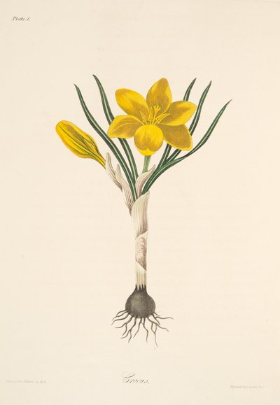 Pospolity żółty krokus, z Kwiatowych ilustracji pór roku, wyd. 1829 (grawerowanie ręcznie kolorowane) autorstwa Margaret Roscoe